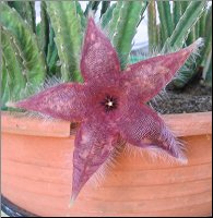 Stapelia 7